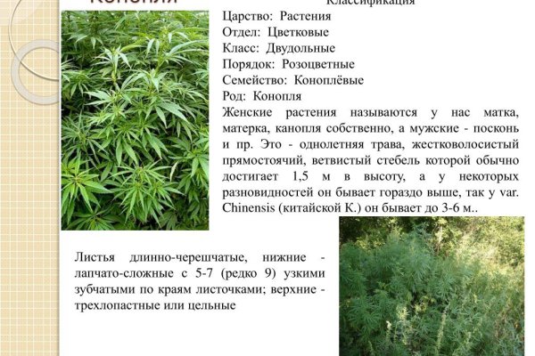 Кракен даркшоп
